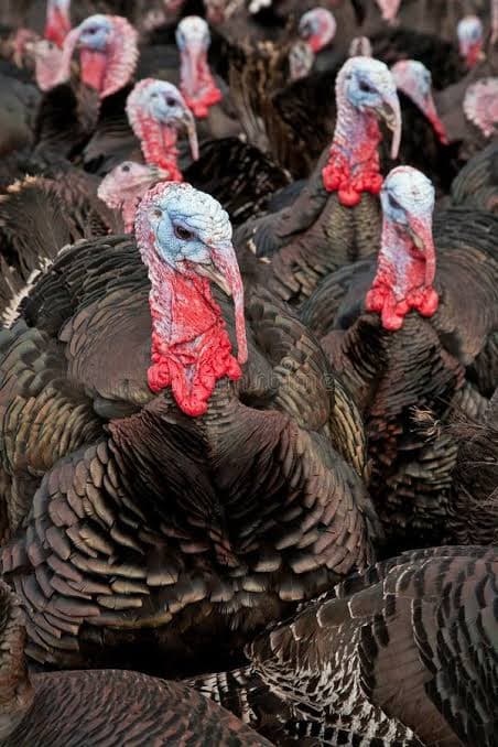 Turkey
