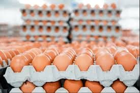 Egg 
